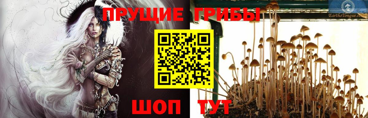 Галлюциногенные грибы Cubensis Черногорск
