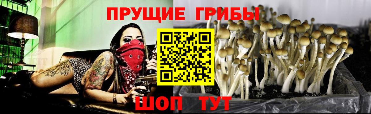 Галлюциногенные грибы Magic Shrooms  где можно купить наркотик  Черногорск  Вход с VPN 